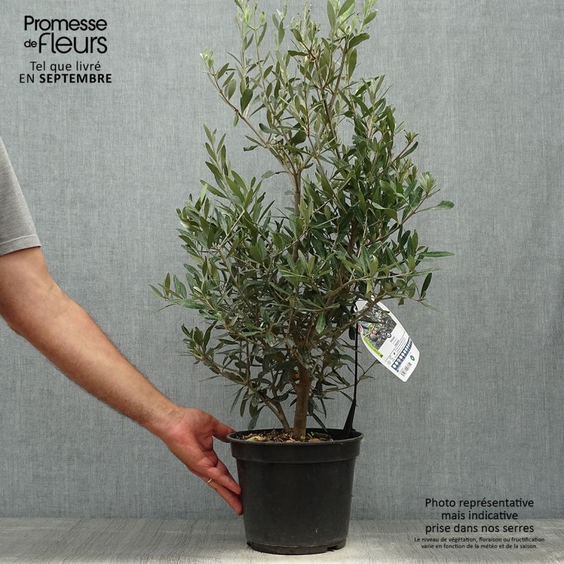 Example of Olivier Negrette - Olea europea Pot de 4L/5L as you get in automne