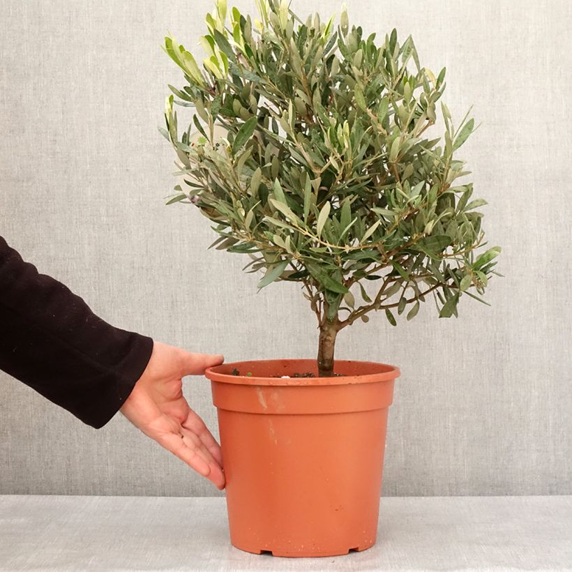 Example of Olivier - Olea europaea Pot de 2L/3L, Buisson as you get in hiver
