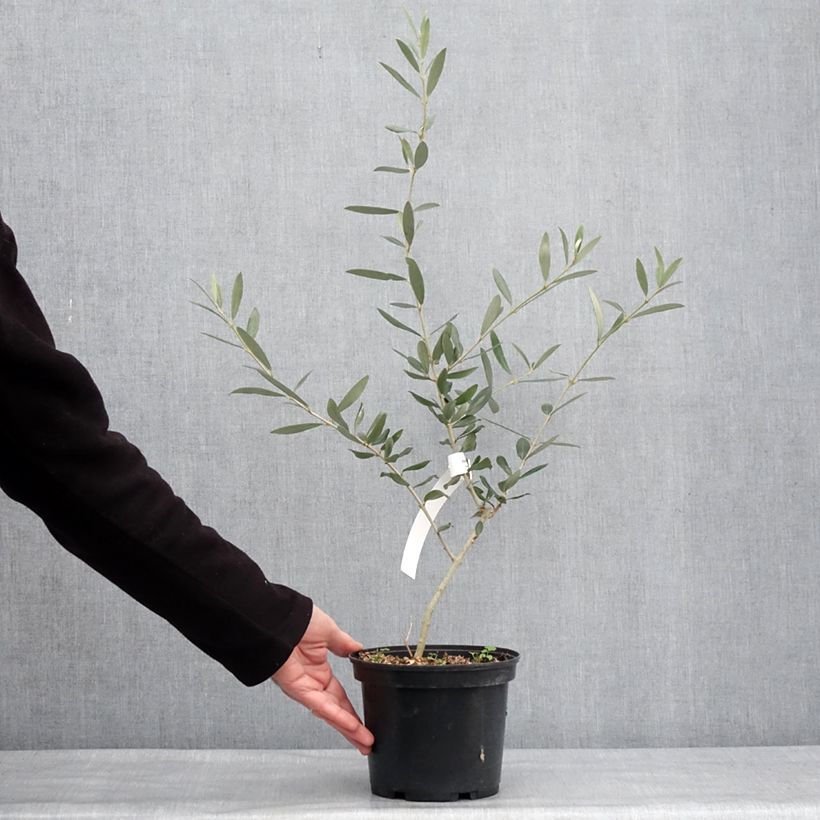 Example of Olivier Picholine - Olea europaea Pot de 3L/4L, Touffe as you get in hiver