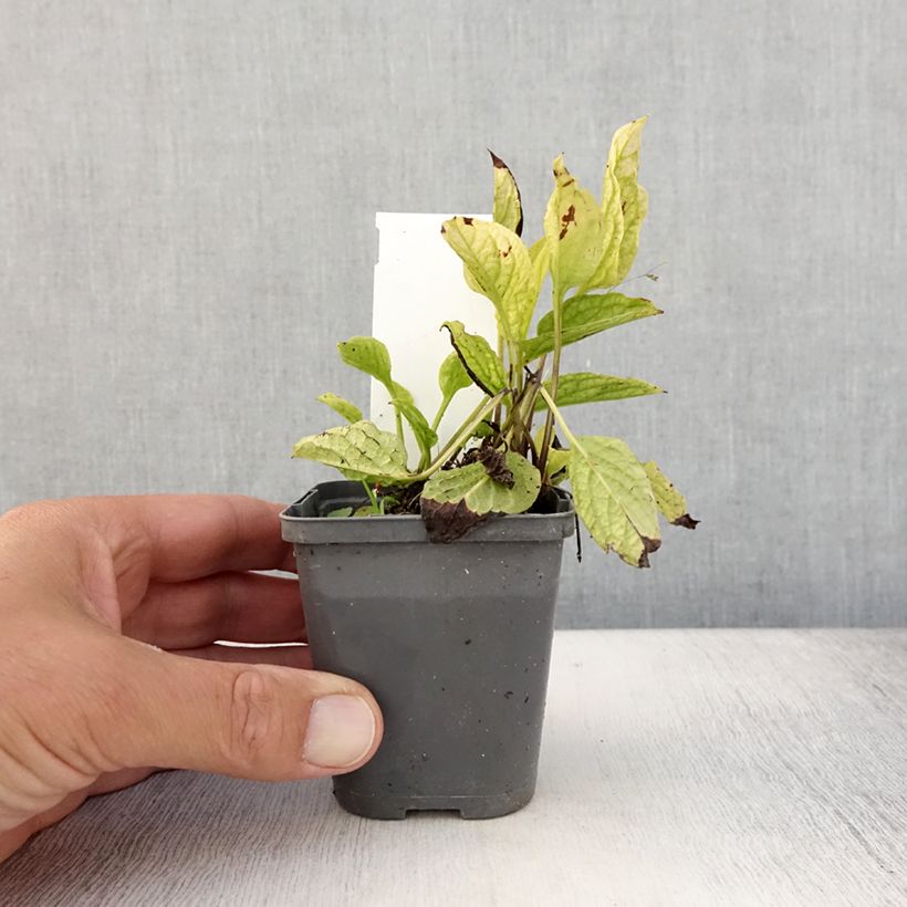 Example of Omphalodes verna Alba - Petite bourrache blanche Godet de 8/9 cm as you get in ete