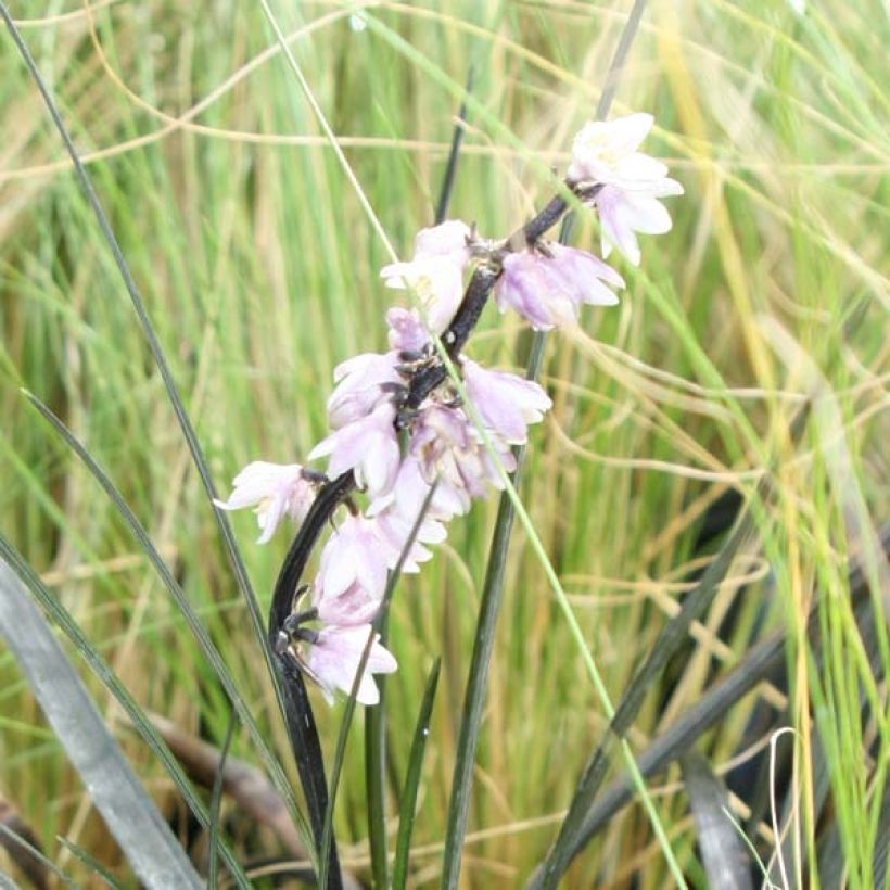 Ophiopogon noir - Ophiopogon planiscapus Nigrescens (Flowering)