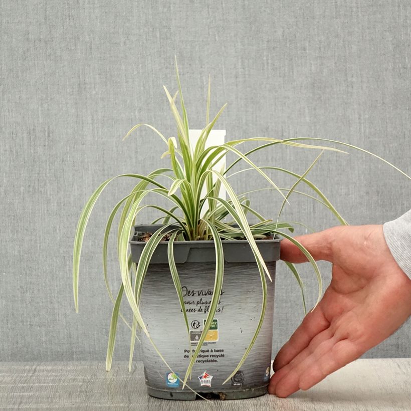 Example of Ophiopogon Albo variegata ou Albovariegatus Pot de 2L/3L as you get in printemps