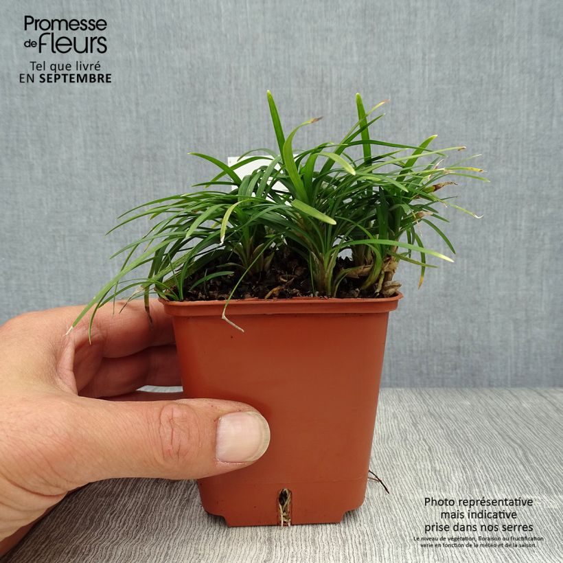 Example of Ophiopogon japonicus Minor - Barbe de serpent ou Herbe aux turquoises Godet de 8/9 cm as you get in automne