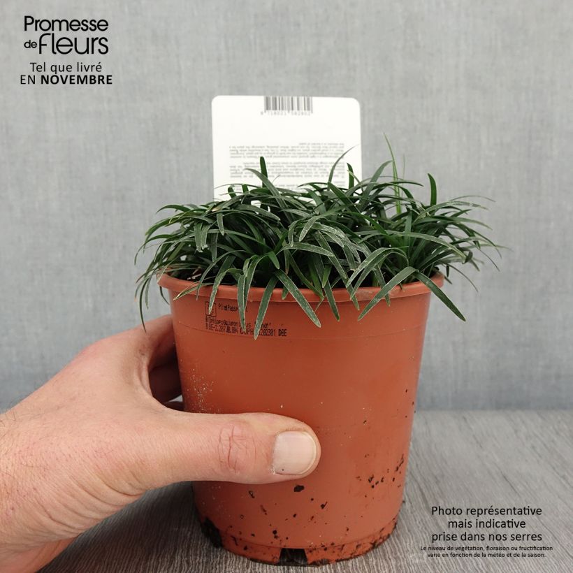 Example of Ophiopogon japonicus Minor - Barbe de serpent ou Herbe aux turquoises Pot de 1L/1,5L as you get in automne