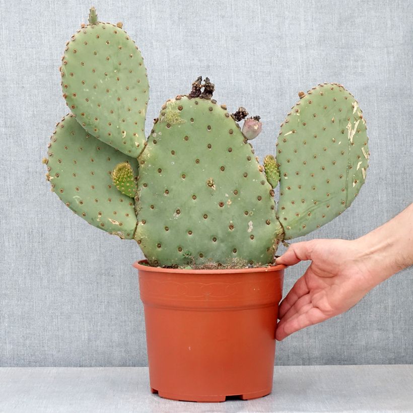 Example of Opuntia basilaris - Cactus raquette Pot de 4L/5L as you get in automne