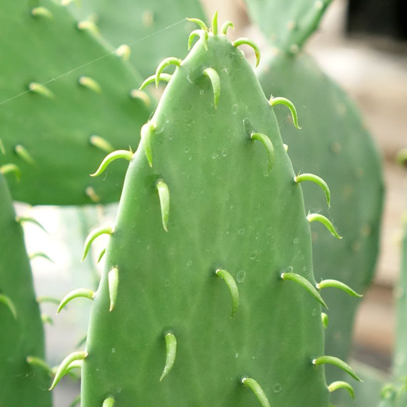 Opuntia cacanapa Ellisiana - Cactus raquette (Foliage)