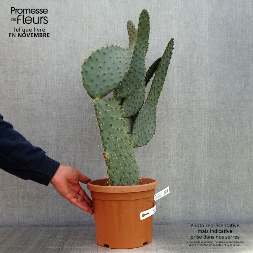 Example of Opuntia engelmannii var. linguiformis - Oponce Pot de 4L/5L as you get in automne