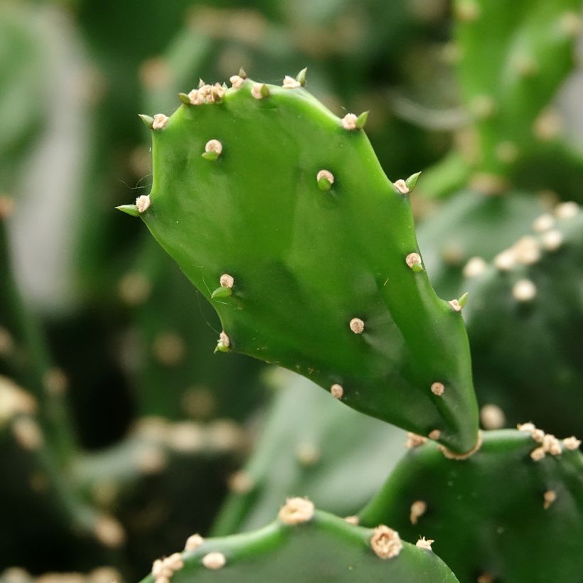 Opuntia jamaicensis - Cactus raquette (Foliage)