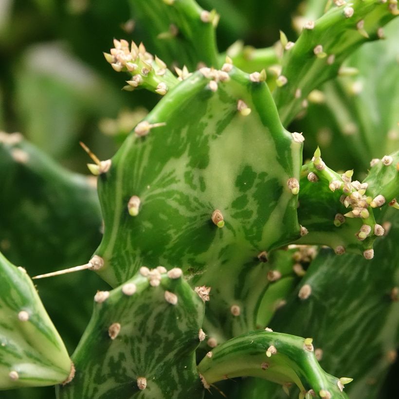 Opuntia jamaicensis Ghost - Cactus raquette (Foliage)