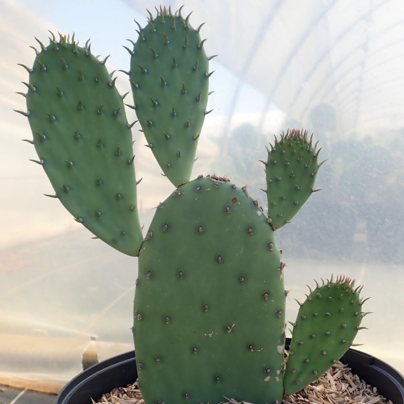 Opuntia laevis - Cactus raquette (Plant habit)