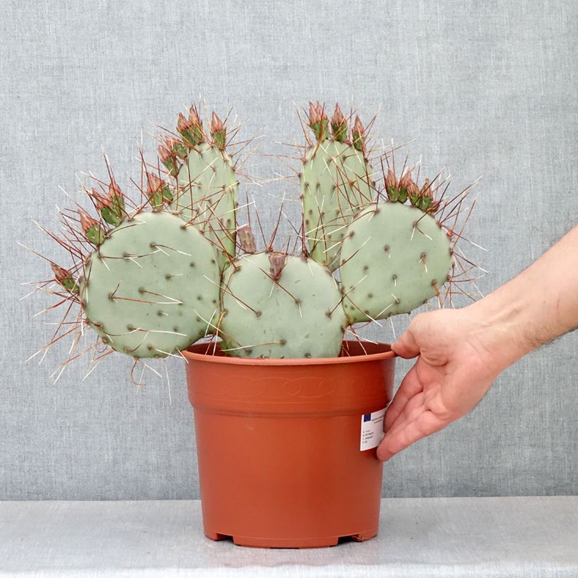 Example of Opuntia macrocentra - Cactus raquette Pot de 4L/5L as you get in printemps