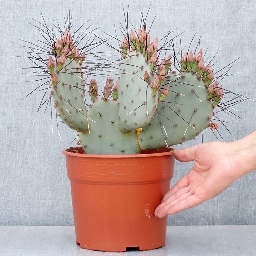 Example of Opuntia macrocentra (épines noires) - Cactus raquette Pot de 4L/5L as you get in automne