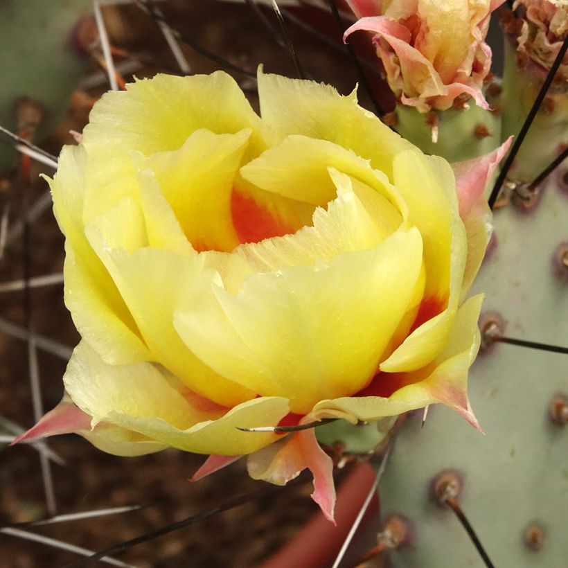 Opuntia macrocentra (épines noires) - Cactus raquette (Flowering)