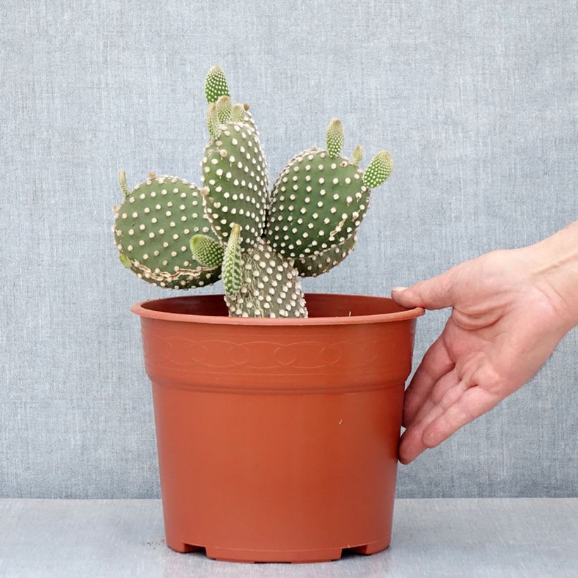 Example of Opuntia microdasys var. albispina - Cactus raquette Pot de 4L/5L as you get in automne