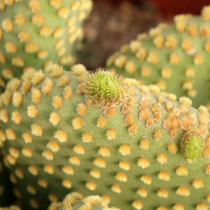 Opuntia microdasys var. pallida - Cactus raquette (Foliage)