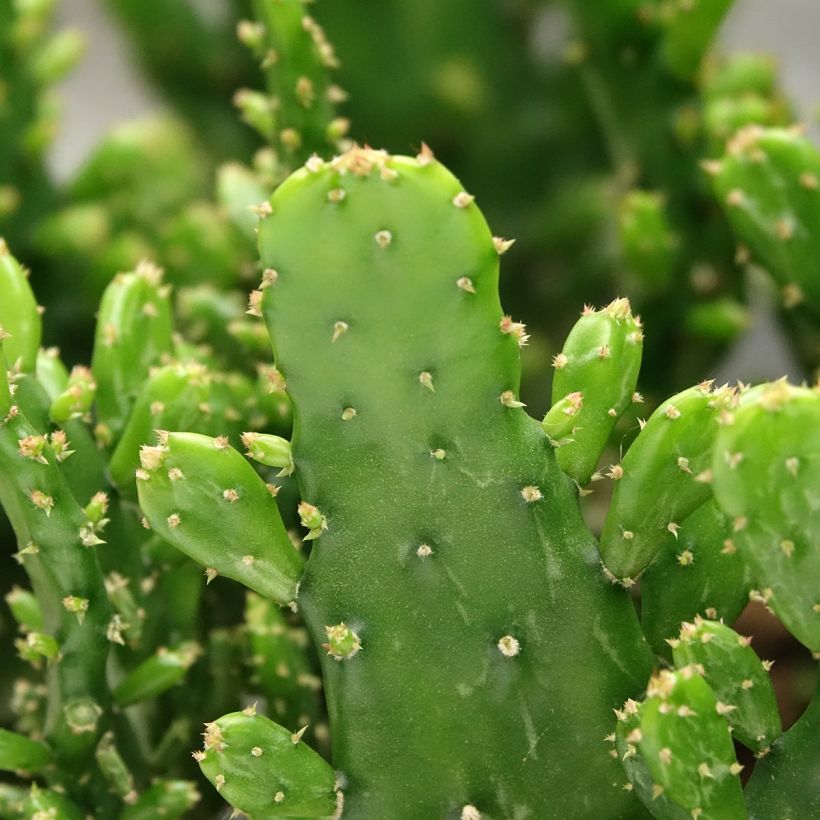 Opuntia monacantha - Cactus raquette (Foliage)