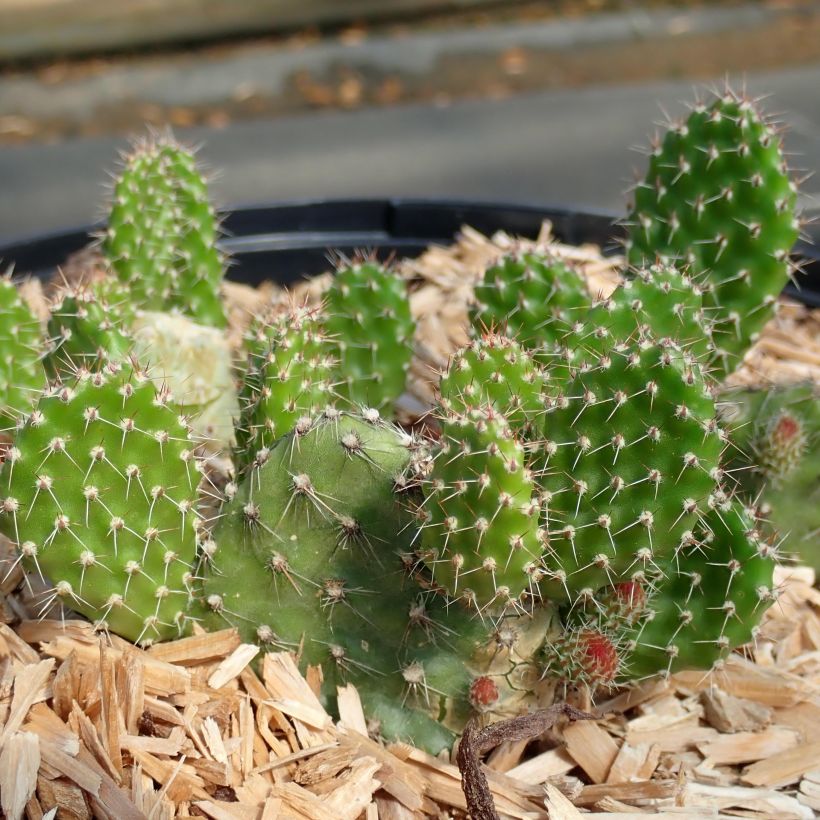 Opuntia ou Airampoa Orurensis - Cactus (Plant habit)