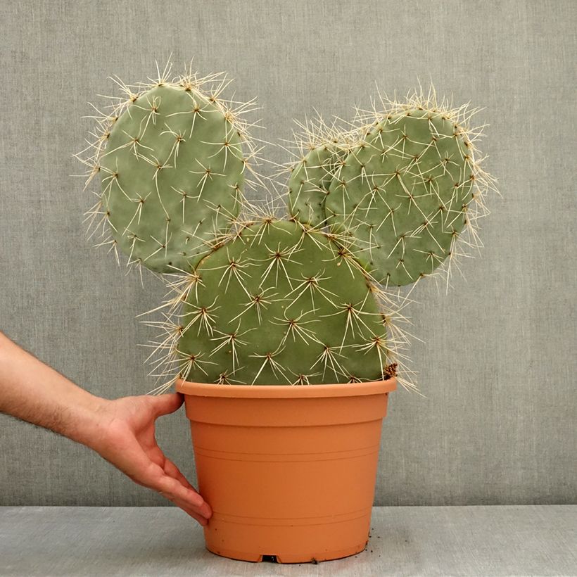 Example of Opuntia robusta - Cactus raquette Pot de 7,5L/10L as you get in ete