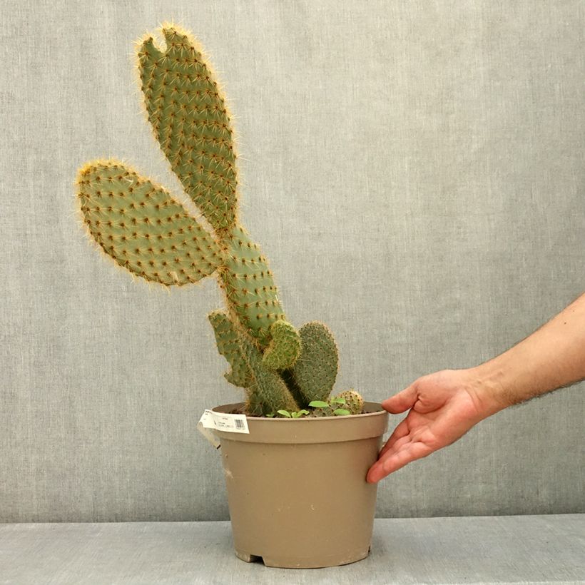 Example of Opuntia scheeri - Cactus raquette Pot de 4L/5L as you get in ete