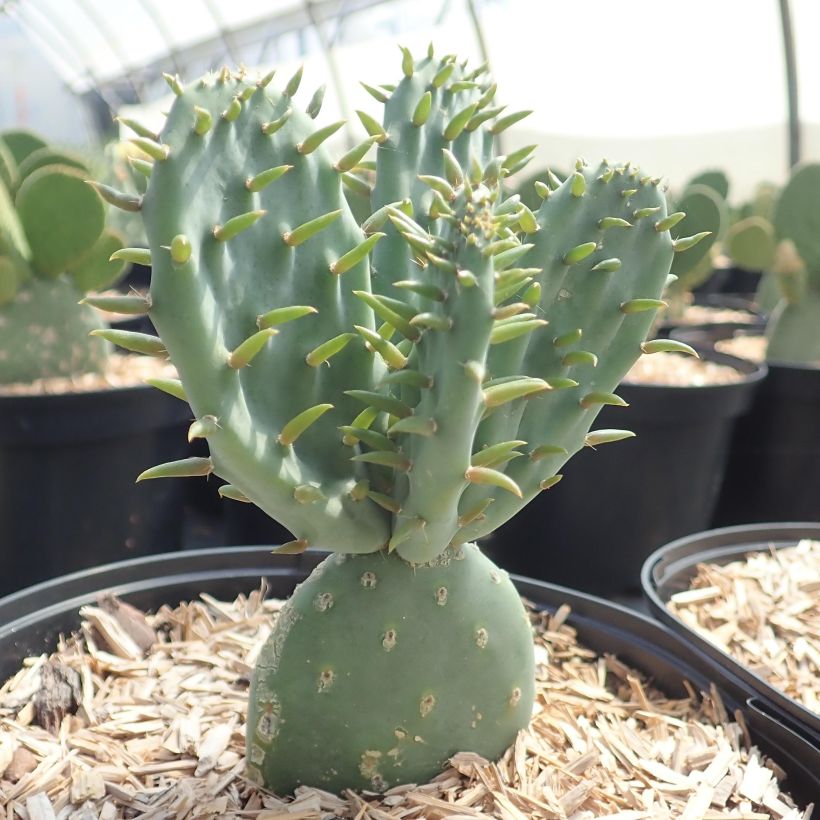 Opuntia tapana (= tapona) - Cactus raquette (Plant habit)