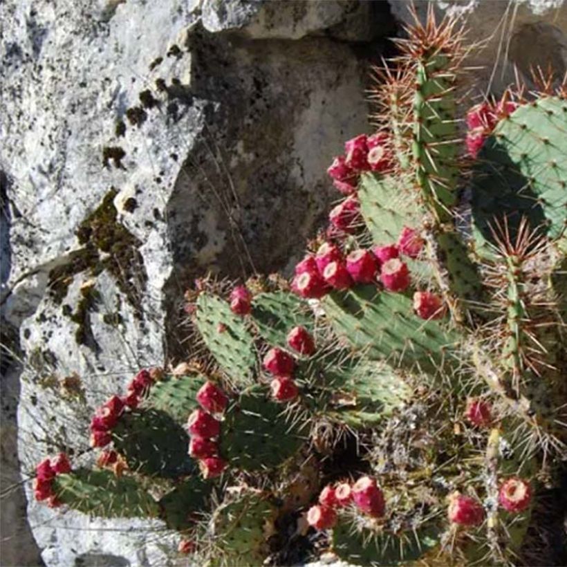 Opuntia zuniensis - Cactus raquette (Plant habit)