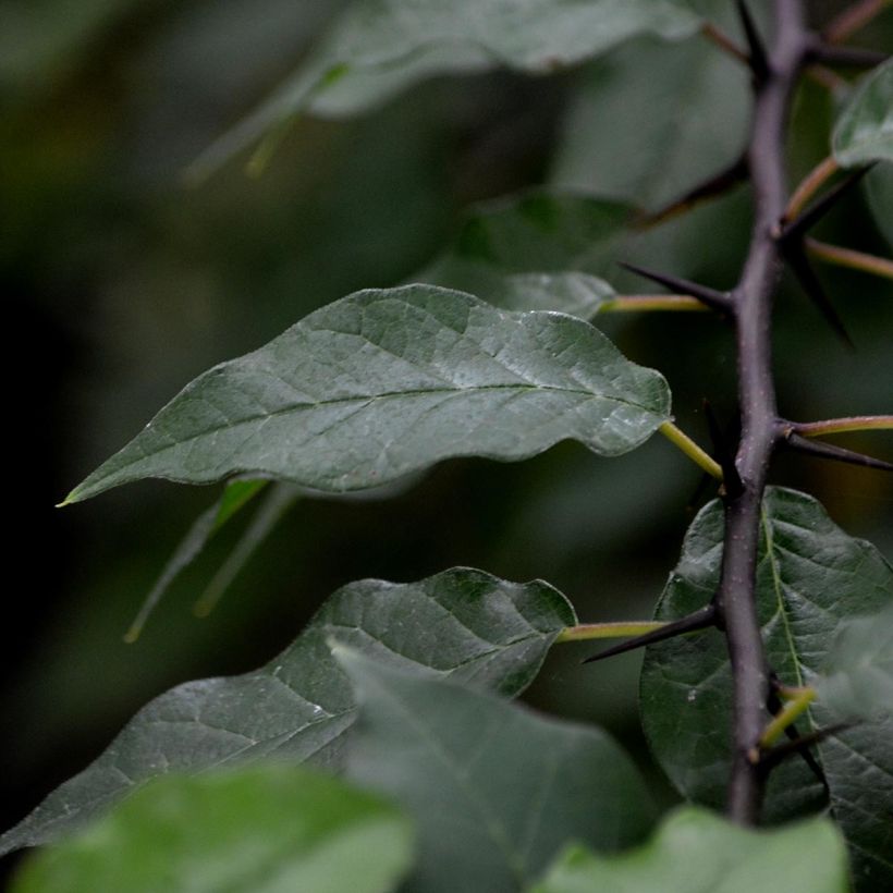 Oranger des Osages - Maclura pomifera (Foliage)