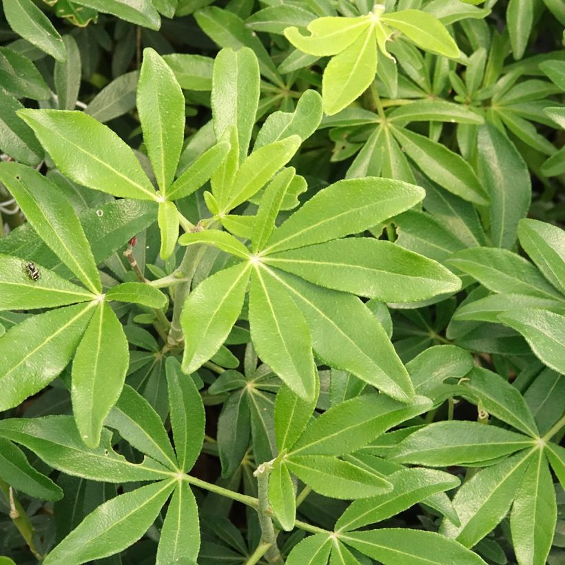 Oranger du Mexique Green Fingers - Choisya ternata (Foliage)