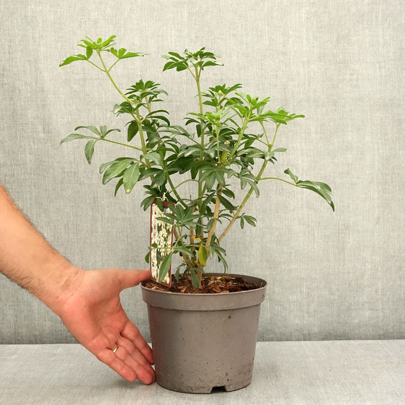 Example of Oranger du Mexique Green Fingers - Choisya ternata Pot de 2L/3L as you get in ete