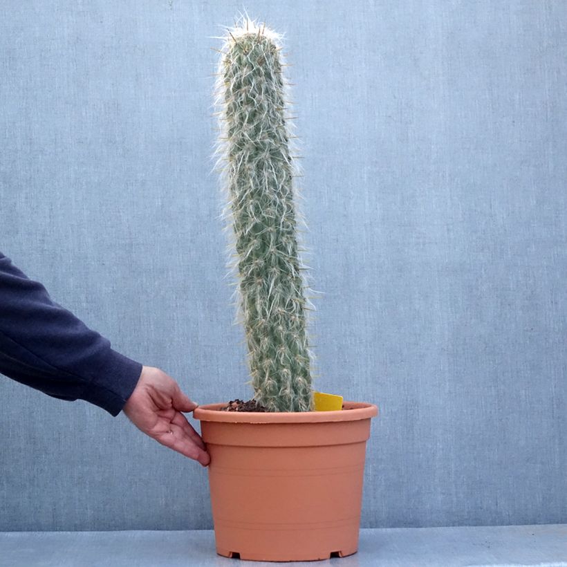 Example of Oreocereus leucotrichus - Cactus cierge Pot de 12L/15L as you get in automne