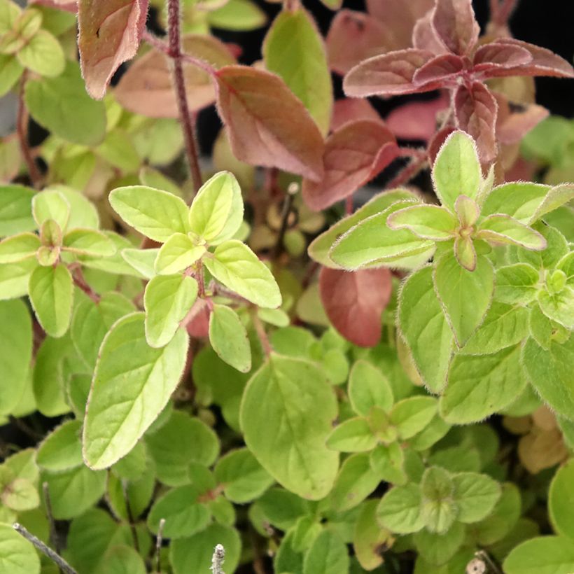 Origan - Marjolaine vivace  (Foliage)