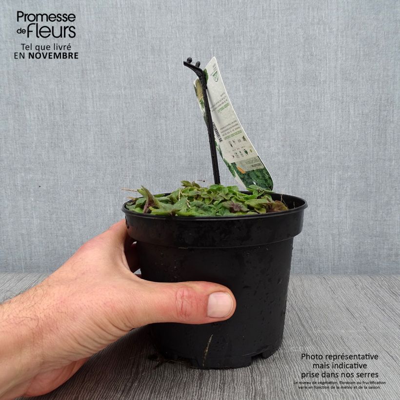 Example of Origan vert ou grec - Origanum heracleoticum (vulgare subsp. hirtum) Pot de 1,5L/2L as you get in automne