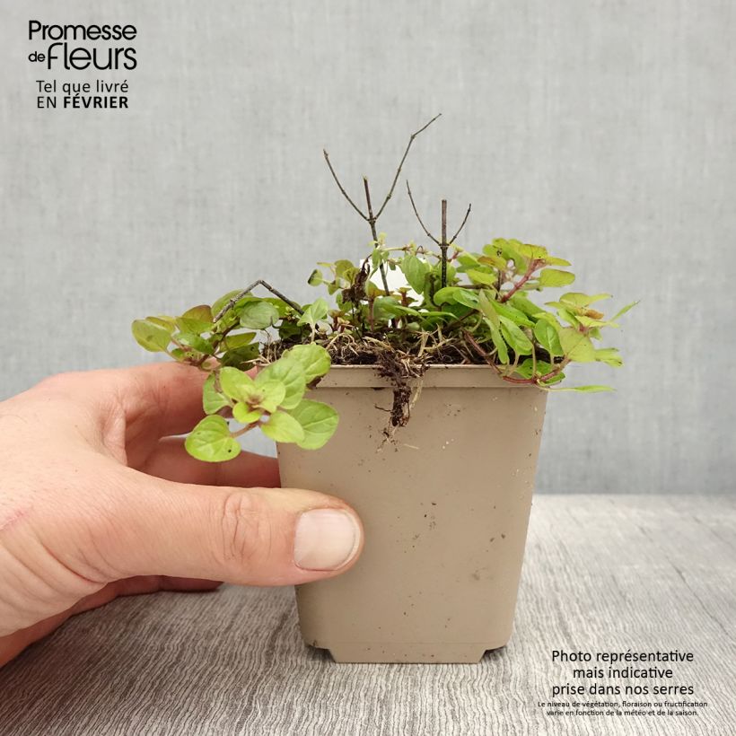 Example of Origanum vulgare Thumbles Variety - Origan commun doré Godet de 8/9 cm as you get in hiver