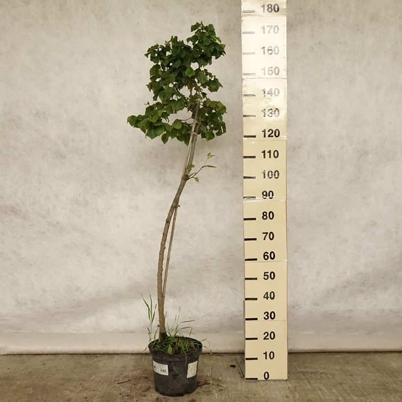 Example of Orme commun - Ulmus glabra Nana Pot de 7,5L/10L, Tige as you get in ete