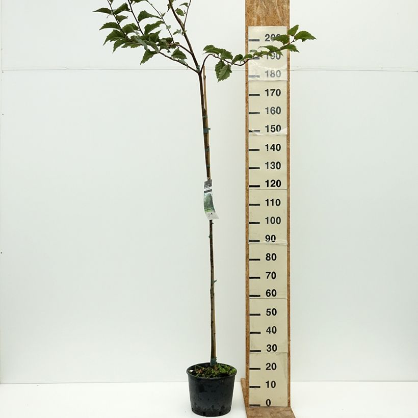 Example of Orme commun - Ulmus glabra Pot de 7,5L/10L as you get in ete