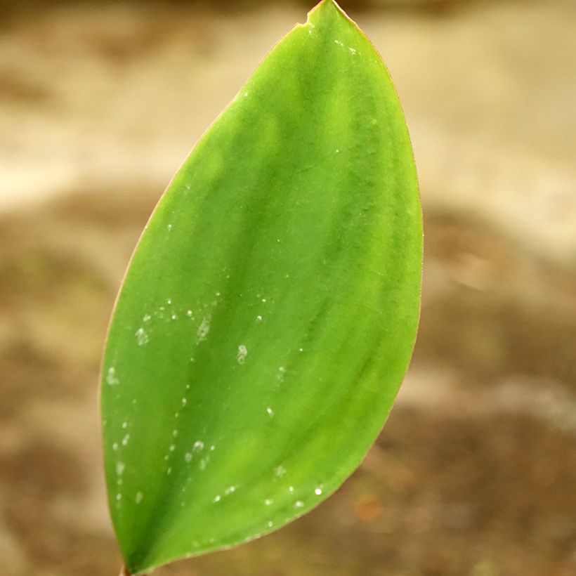 Orontium aquaticum - oronce - plante bougie (Foliage)