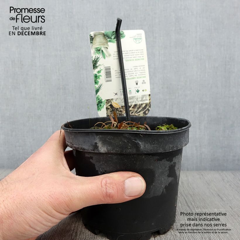 Example of Oseille bronze - Rumex flexuosus Copper Sword Pot de 1,5L/2L as you get in automne