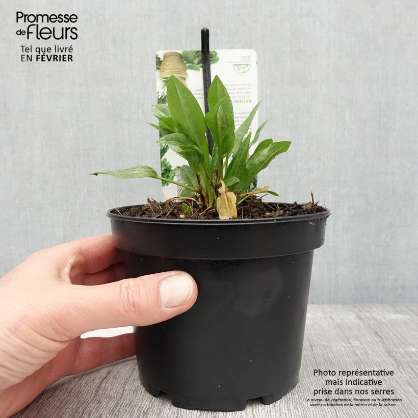 Example of Oseille Epinard - Rumex patientia Pot de 1,5L/2L as you get in hiver