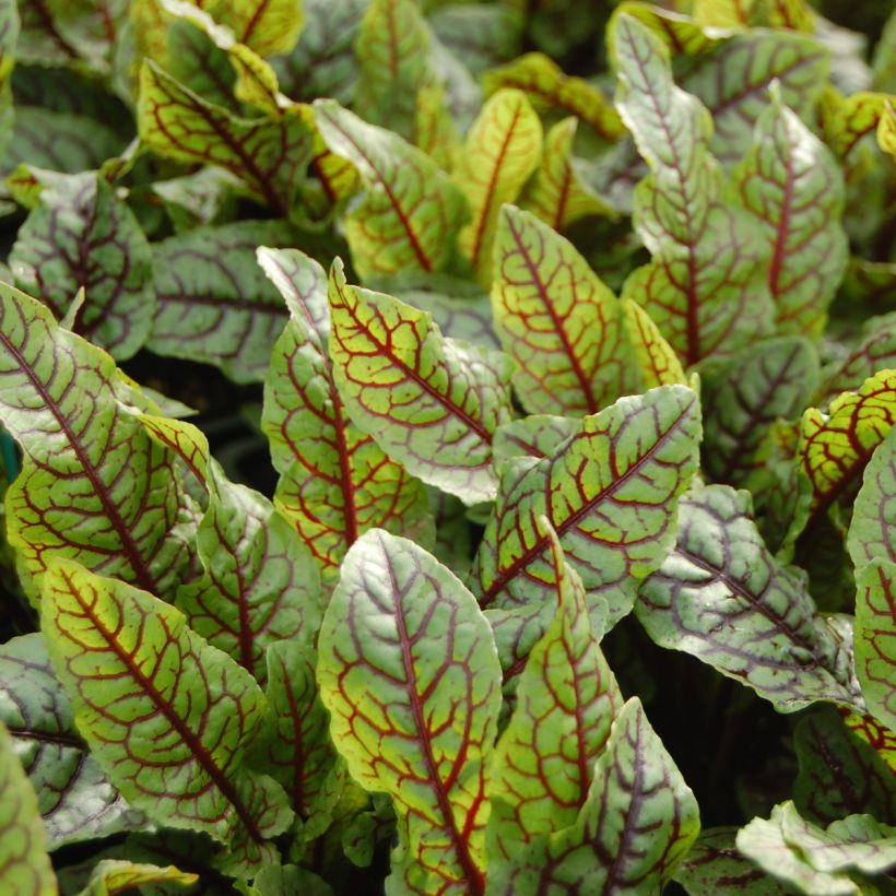 Oseille sanguine - Rumex sanguineus (Harvest)