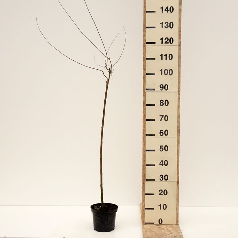 Example of Osier rouge pleureur - Salix purpurea Pendula Pot de 3L/4L, Tige as you get in hiver