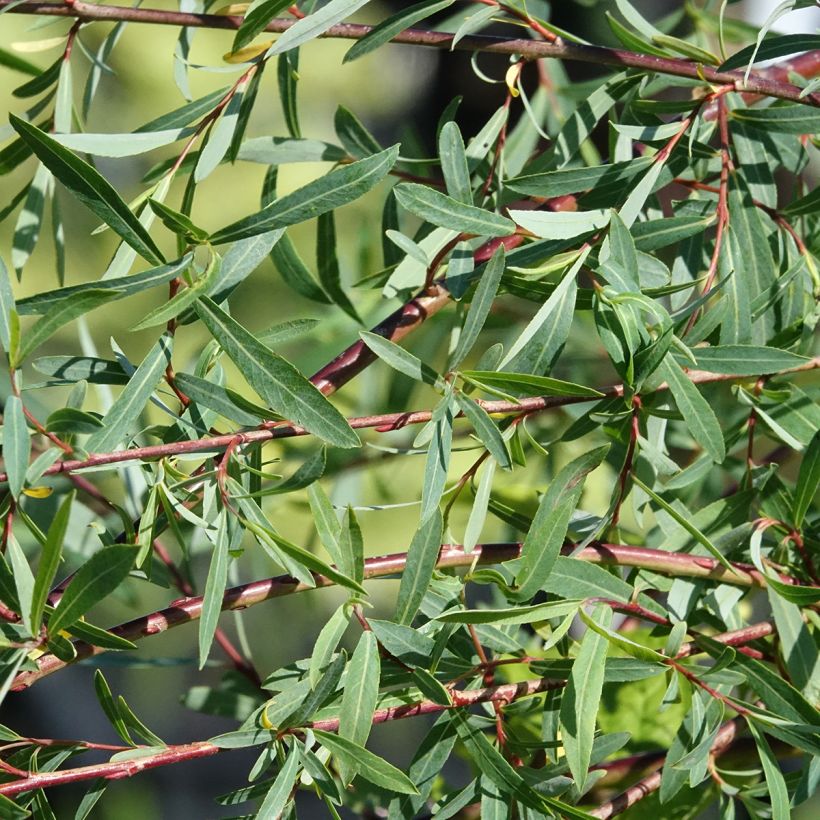 Osier rouge pleureur - Salix purpurea Pendula (Foliage)