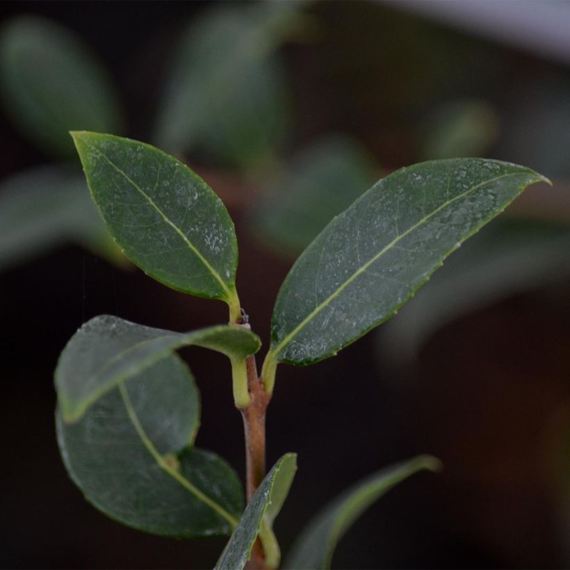 Osmanthus burkwoodii (Foliage)