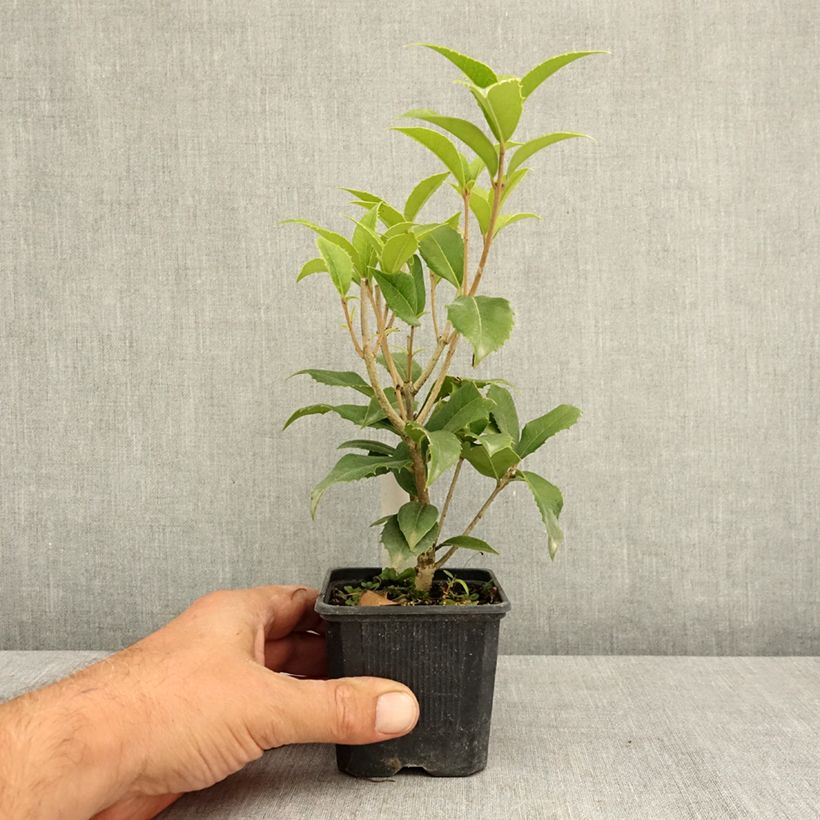 Example of Osmanthus fortunei - Osmanthe de Fortune Godet de 8/9 cm as you get in ete