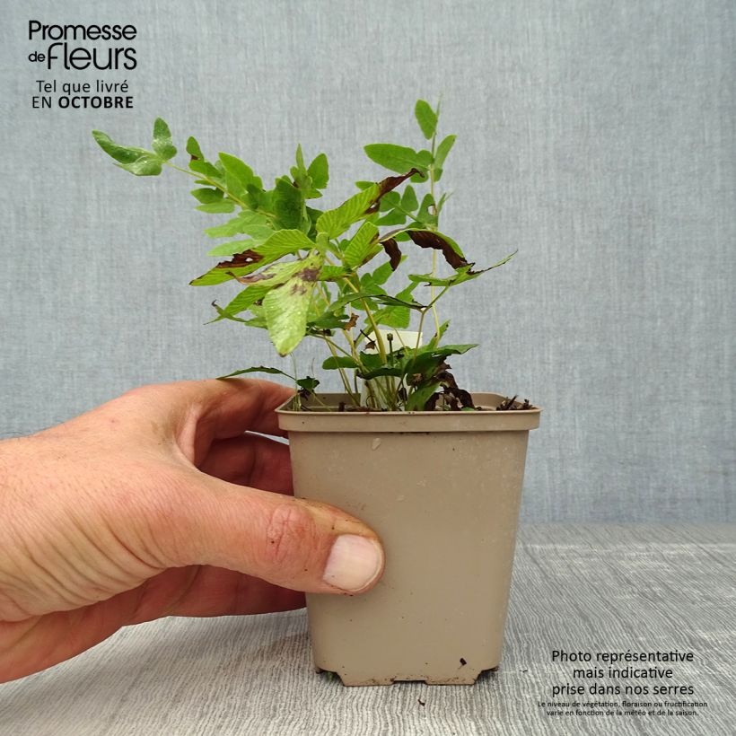 Example of Osmunda regalis - Osmonde royale, fougère Godet de 8/9 cm as you get in automne