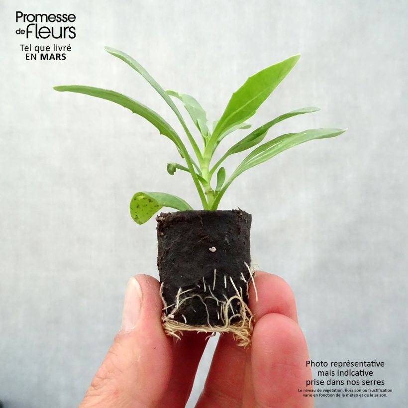 Example of Osteospermum Dalina Bright Purple Mini-motte Ø 3/4 cm as you get in printemps