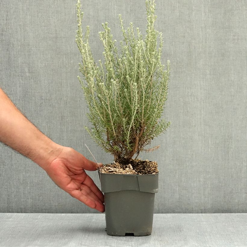 Example of Ozothamnus rosmarinifolius Silver Jubilee - Fleur de riz à feuille de romarin Pot de 2L/3L as you get in ete