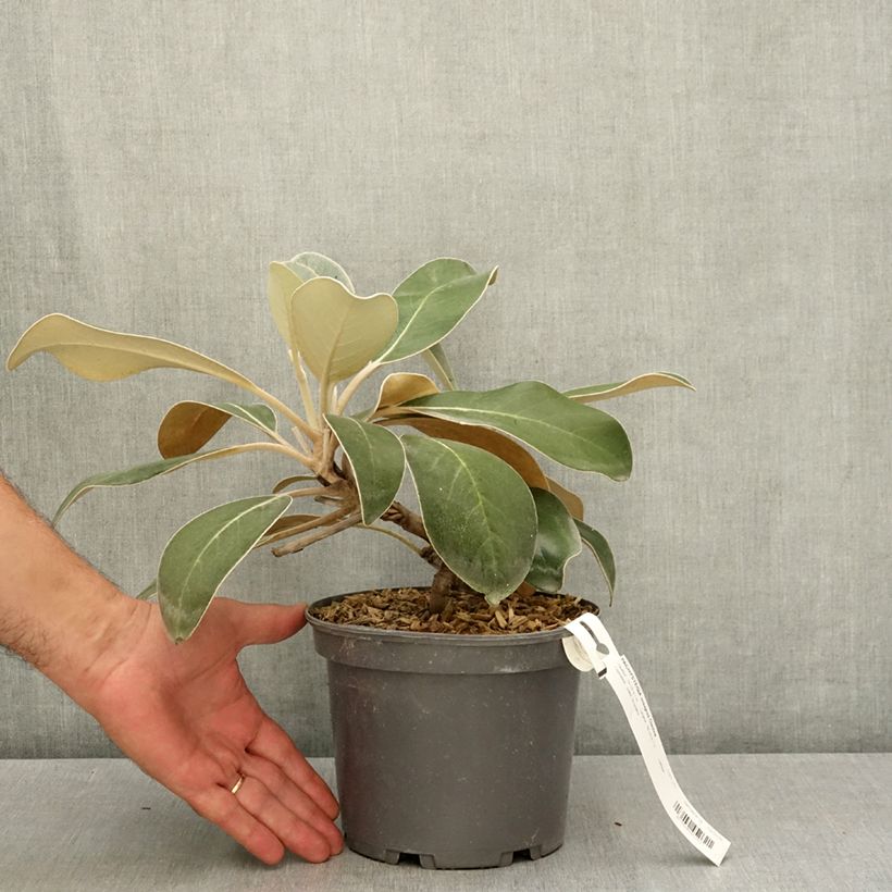 Example of Pachystégia insignis Daizea - Marguerite de Nouvelle-Zélande Pot de 2L/3L as you get in ete