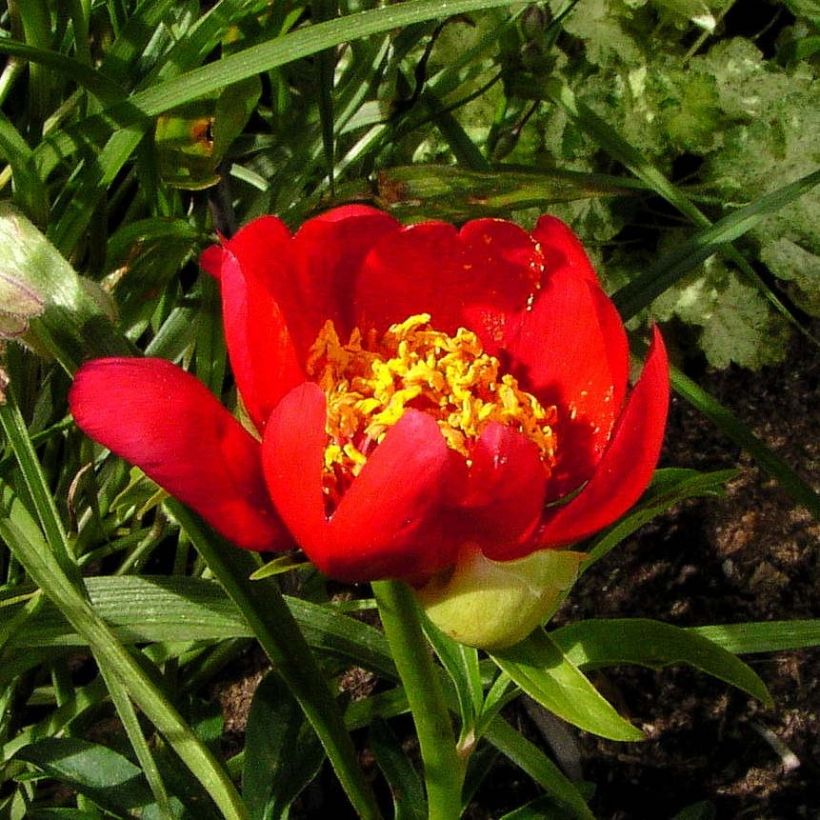 Pivoine botanique - Paeonia lobata Sunshine (Flowering)