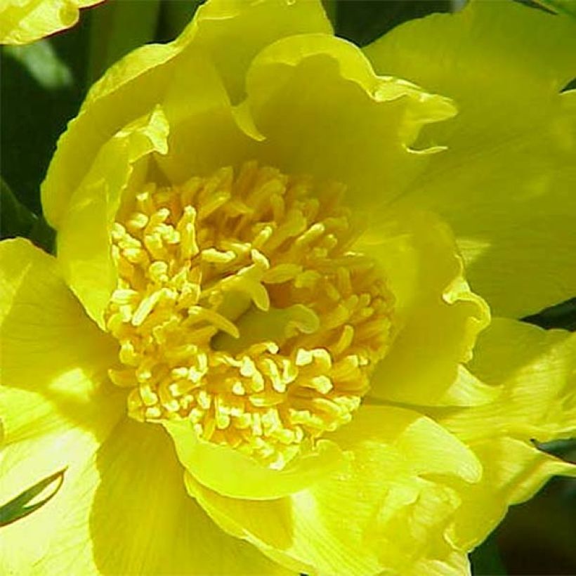 Pivoine arbustive jaune - Paeonia lutea (Flowering)