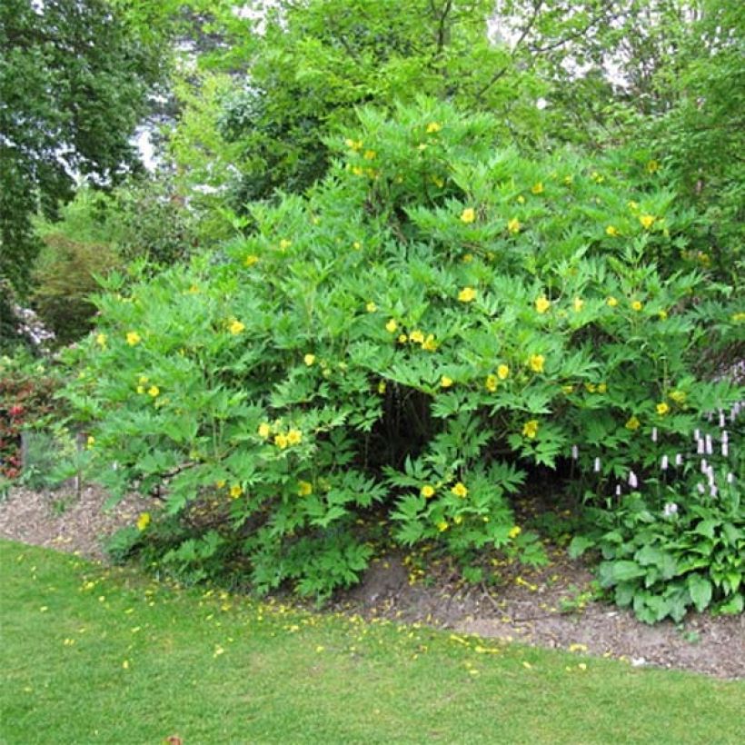 Pivoine arbustive jaune - Paeonia lutea (Plant habit)