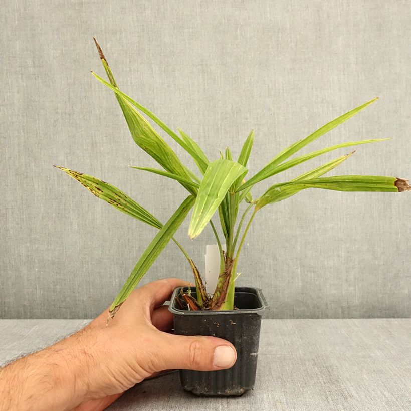 Example of Palmier de Chine - Trachycarpus fortunei  Godet de 8/9 cm as you get in ete